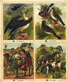 Thumbnail 0002 of The ABC of animals and birds