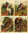 Thumbnail 0005 of The ABC of animals and birds