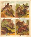 Thumbnail 0009 of The ABC of animals and birds
