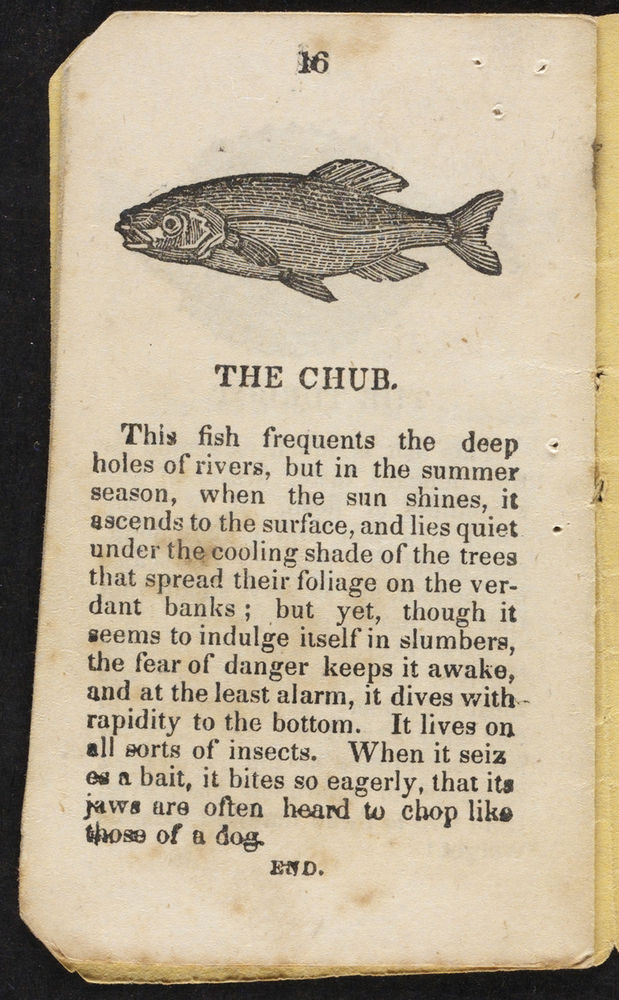 Scan 0014 of The history of curious and wonderful fish