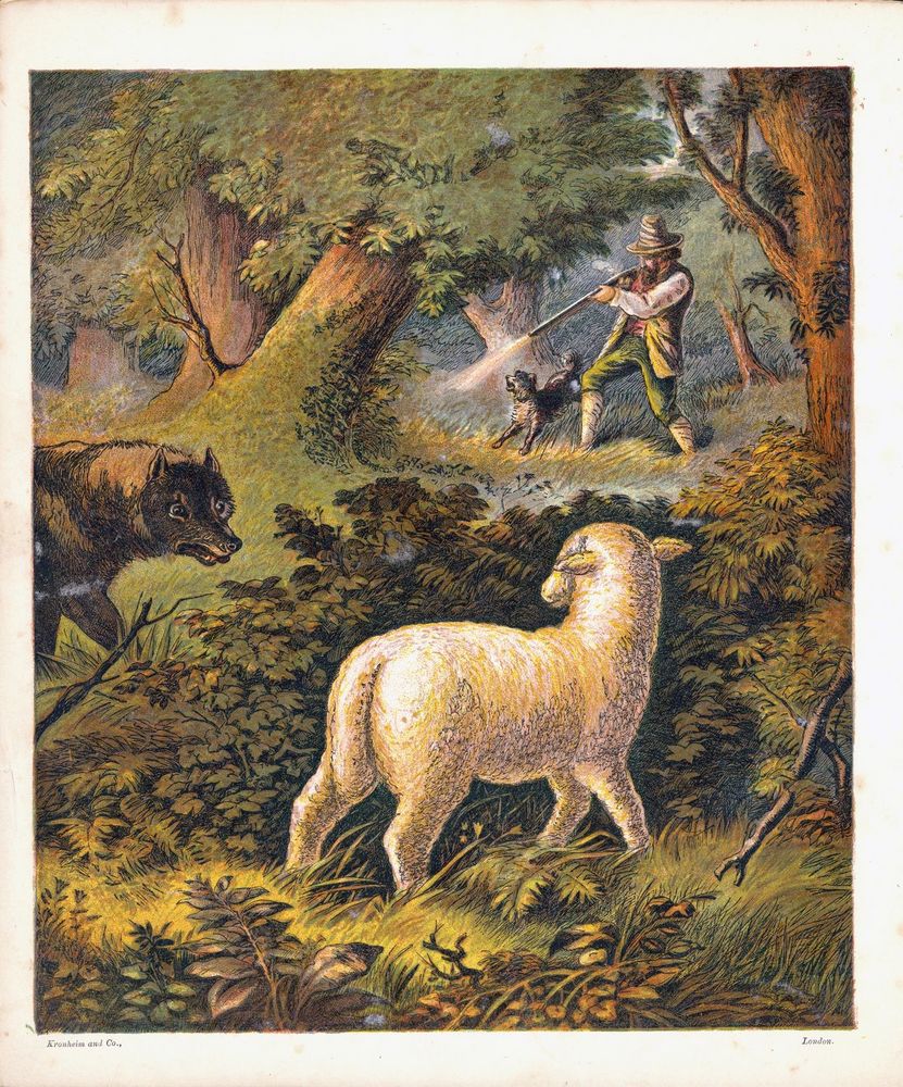 Scan 0011 of Lost lamb