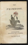 Thumbnail 0003 of The primrose