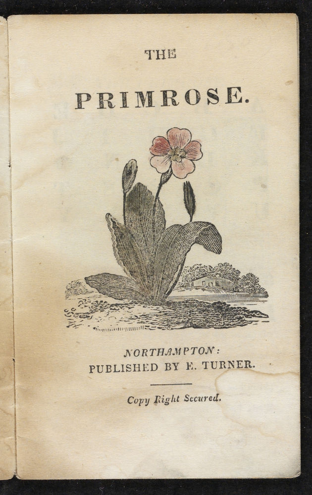 Scan 0003 of The primrose