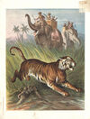 Thumbnail 0012 of Wild animals