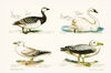 Thumbnail 0019 of Swimming birds