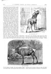 Thumbnail 0025 of St. Nicholas. August 1874