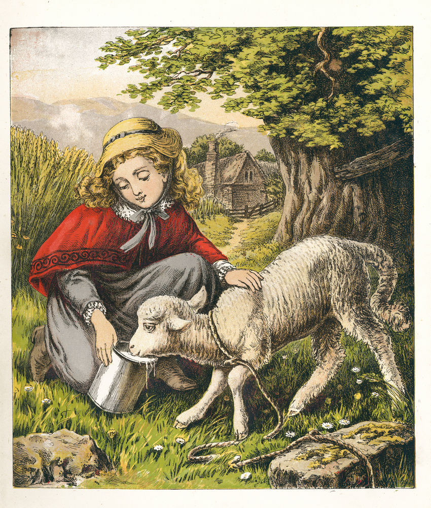Scan 0009 of The pet lamb picture book