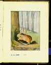Thumbnail 0117 of The tale of Peter Rabbit