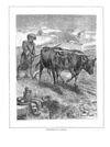 Thumbnail 0076 of Stories and pictures from the Old Testament