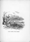 Thumbnail 0029 of Death and burial of Cock Robin